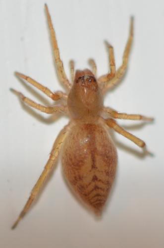 Réf. 345 707 : Clubiona comta